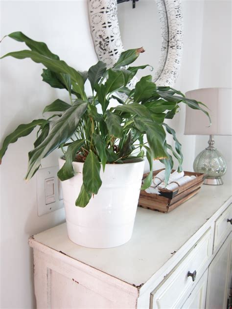 The 10 Best Air Purifying House Plants The Honeycomb Home