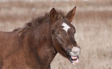 Laughing Horse Stock Image Image Of Hilarious Devoted 22522547