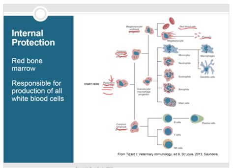 Chapter 13 Immunity And Defense Flashcards Quizlet