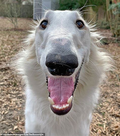 Dog Owner Believes Her Pup Has The Longest Nose In The World Borzoi