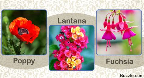Enchanting And Exotic Flower Names With Unique Meanings Artofit