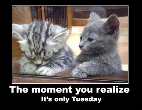 15) inspirational tuesday quotes to never give up. Its only Tuesday | Cats, Funny animal pictures, Kittens cutest