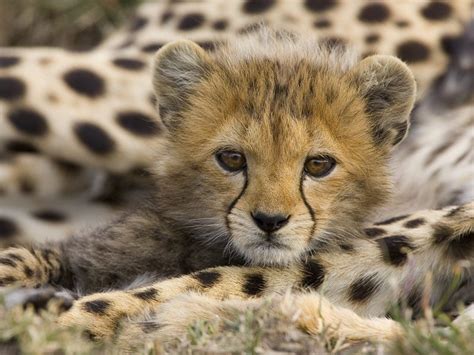 Cutest African Animals | Cuteness Overflow