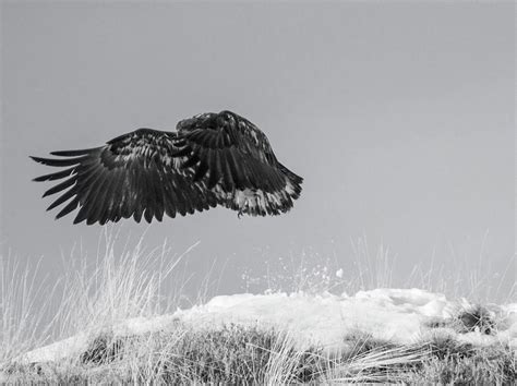 Juvenile Bald Eagle Takeoff Photograph By Tracie Fernandez Pixels
