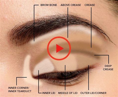 Where To Apply Eyeshadow Eye Makeup Diagram In 2020 Parts Of The