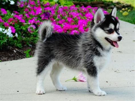 Denning farms is a family farm in houghton iowa. Pomsky Puppies For Sale | Des Moines, IA #263813 | Petzlover