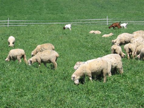how do finishing diet combinations affect lamb performance and tissue growth osu sheep team