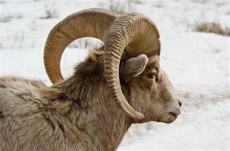 Big Horn Sheep Profile David Schenfeld Flickr