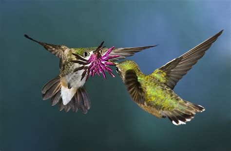 treknature calliope hummingbird courtship display photo