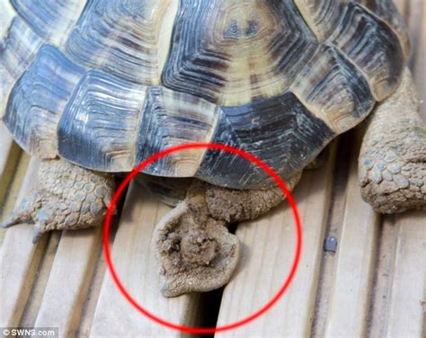 Tortoise Fundraising For Operation To Treat His Swollen Penis