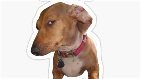 21 Dog Side Eye Meme That Will Make You Laugh