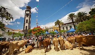 Medio centenar de actividades conmemorarán el Día de Canarias en las 8 ...