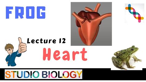 Class 11 Zoology Lectures Discuss The Structure Of The Frogs Heart