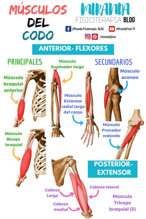 Músculos Del Codo Articulaciones Del Cuerpo Humano Músculos Del