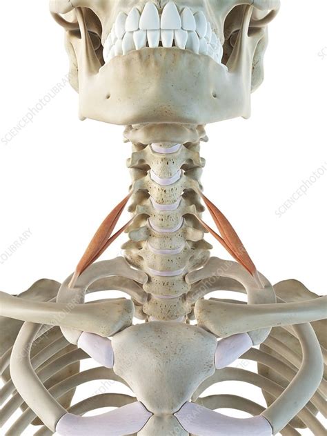 Neck Muscles Artwork Stock Image F009 3956 Science Photo Library