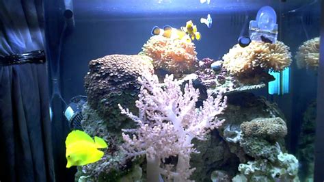 my first saltwater aquarium youtube