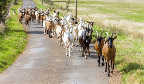 Goat Herd Bilder Durchsuchen Archivfotos Vektorgrafiken Und