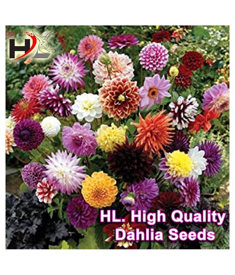 HL Dahlia Hybrids Mixed Color Dahlia Flower Seeds Buy HL Dahlia