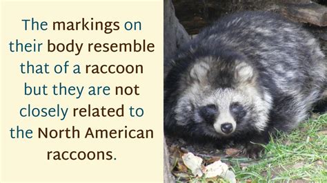 16 Interesting Facts You Should Know About Raccoon Dog Youtube