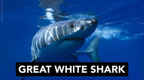 Top 10 Scariest Shark Species