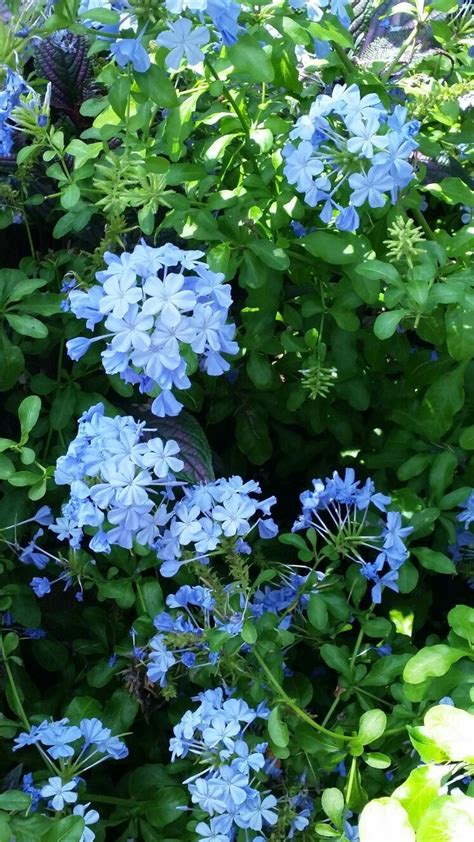 Little Blue Flowers Container Gardening Spring Garden