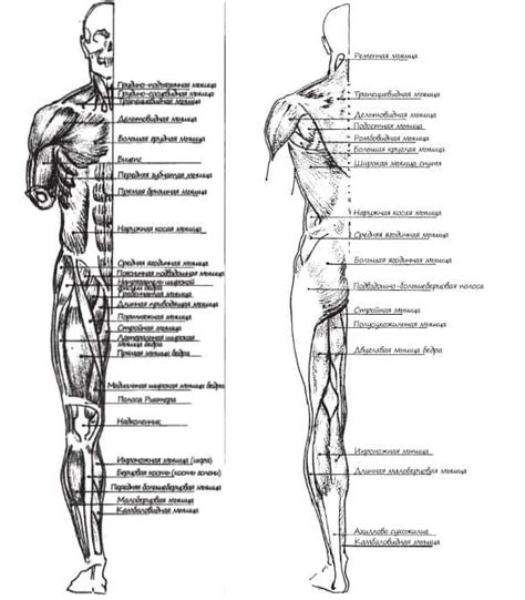 Анатомия и структура человека для художников Мышцы и кости