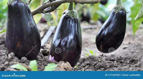 In The Soil Blue Eggplant Grows Stock Image Image Of Grow Organic