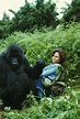 "Gorillas in the Mist" movie still, 1988. Sigourney Weaver as Dian ...