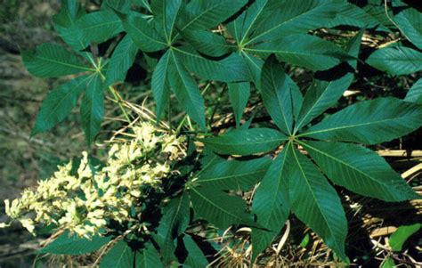 Native Texas Trees Texas Buckeye Blog Preservation