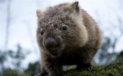 Australian Wombat Animals Wild Wombat Images