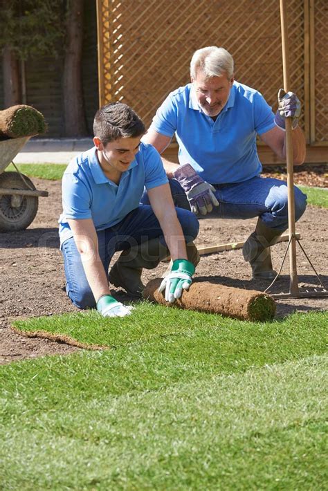 Landscape Gardeners Laying Turf For New Lawn Stock Image Colourbox