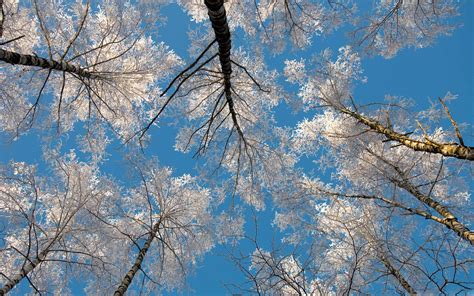 Birch Tree Tops Winter Macbook Air Wallpaper Download Allmacwallpaper