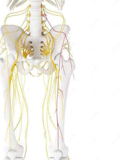 The Lateral Femoral Cutaneous Nerve Stock Illustration Illustration