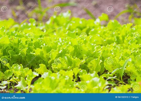 Green Juicy Fresh Lettuce Growing On Garden Beds Stock Image Image Of