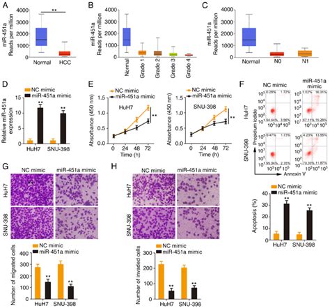 enforced mir 451a expression exerts tumor inhibiting roles in hcc download scientific diagram