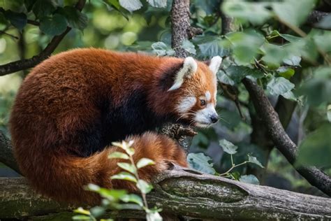 Free Images Mammal Red Panda Vertebrate Terrestrial Animal