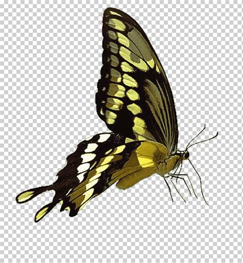 Mariposa De Swallowtail Del Tigre Negro Y Amarillo Mariposa Mariposa