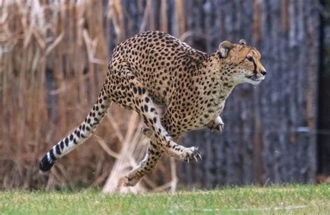 Sarah The Cheetah Worlds Fastest Land Animal Dies At 15 The Two