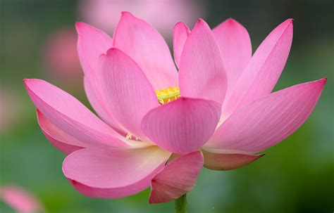 Pictures Pink Color Macro Flower Lotus Flower Closeup