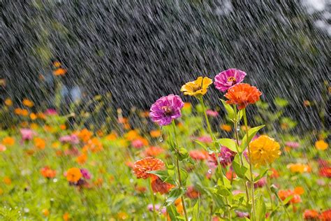 How To Create A Rain Garden Better Homes And Gardens