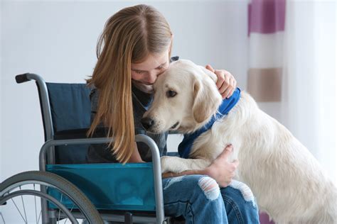 Girl In Wheelchair With Service Dog Indoors Oakland Veterinary