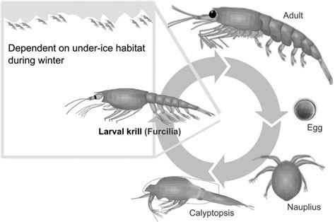 Simplified Krill Life Cycle Illustrating The Importance Of Under Ice