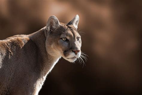 Male Vs Female Mountain Lion Key Differences Explained