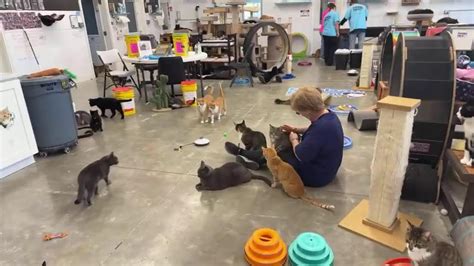 How To Volunteer At A Cat Sanctuary Youtube
