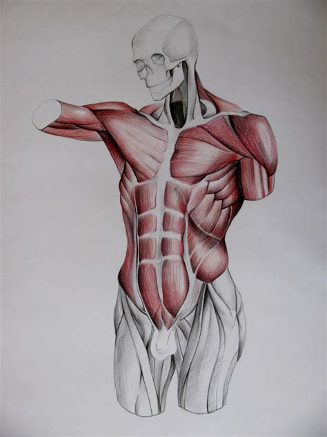 Torso Muscles Study In Front By Infinitely On DeviantArt