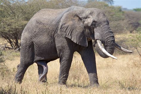The Great 5 Legged Elephant Of Tarangire Tarangire Nationa Flickr