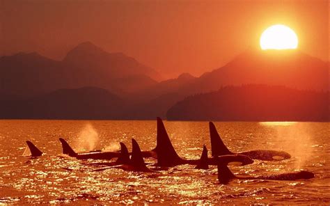 Download and share awesome cool background hd mobile phone wallpapers. Killer Whales Wallpapers - Wallpaper Cave