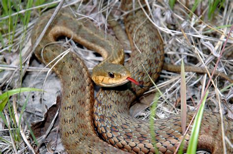 Maritime Garter Snake Thamnophis Sirtalis Pallidulus At Herpedia™com