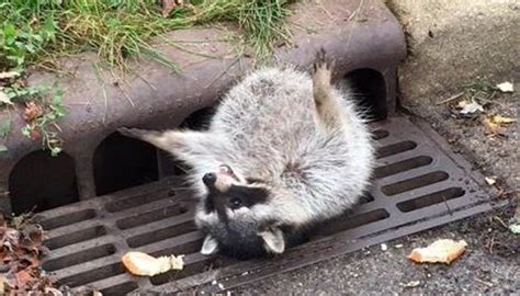 Fat Raccoon Stuck In Sewer Grate Newshub