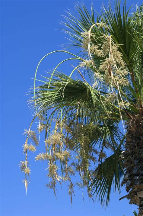 Blossoming Yellowish Flowers Of A Palm Tree Stock Photo Image Of